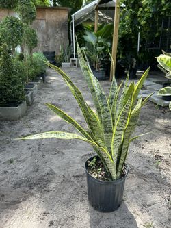 HOME PLANTS- SPECIAL PRICE SNAKE PLANT (3 GL)