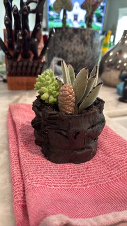Succlent arrangement small