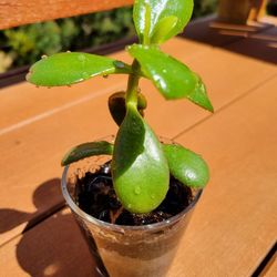 Jade Plant Live