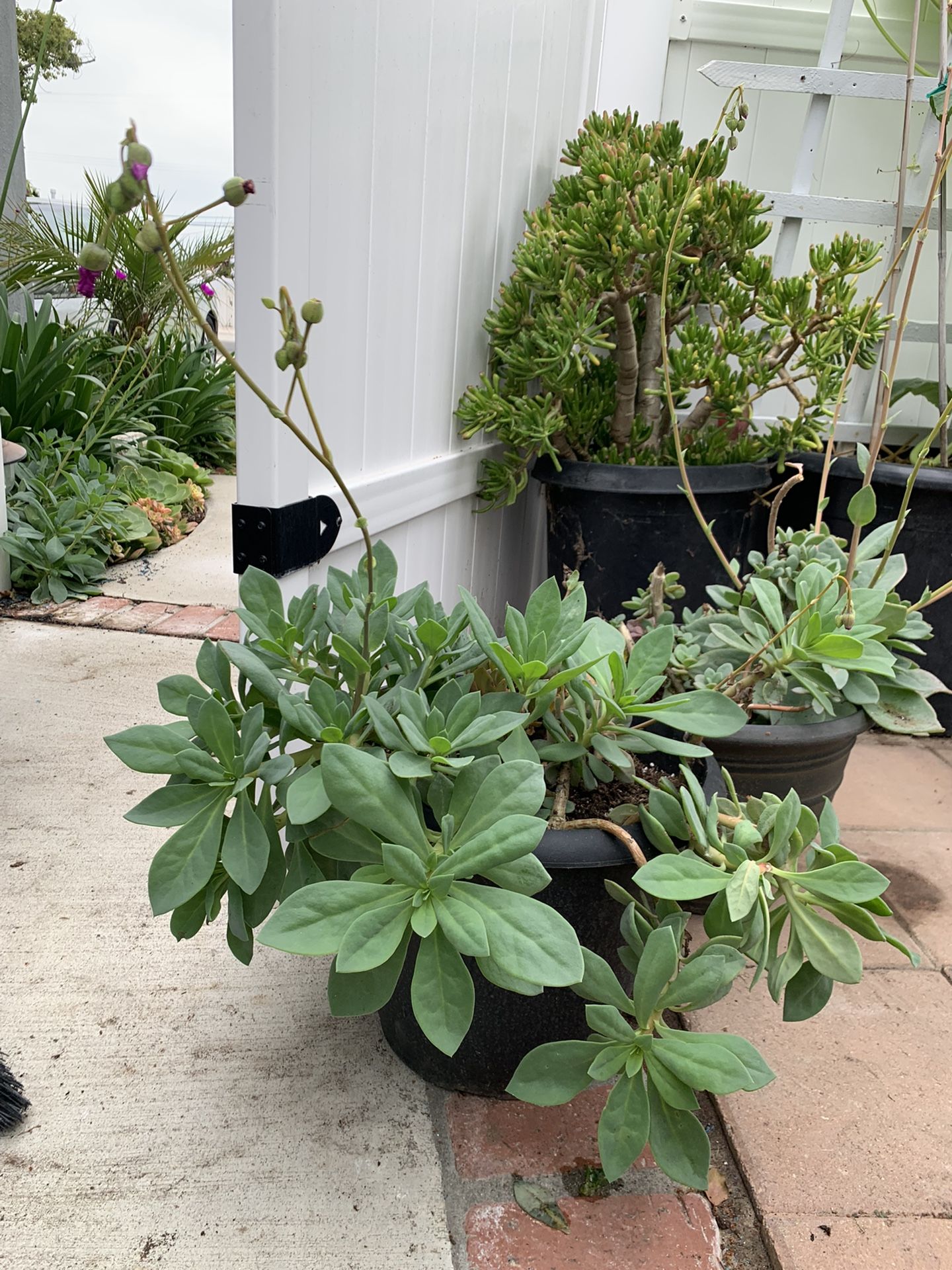 Plant