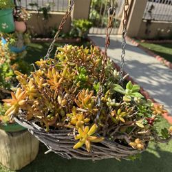 Beautiful Hanging Succulents 