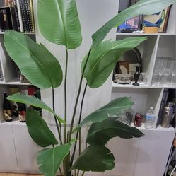 INDOOR PLANT / TREE
