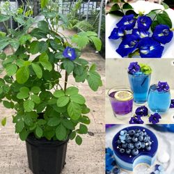 Butterfly Pea Plant 3gal 