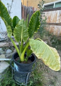 Elephant plant