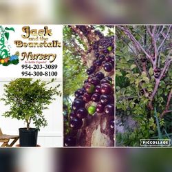 Jaboticaba Brazilian Grapes Trees Arboles De Uva Brasilera Jaboticaba