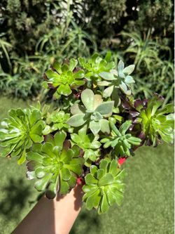 Pretty Succulent plants