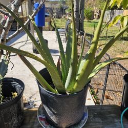 Large Aloe Plant 