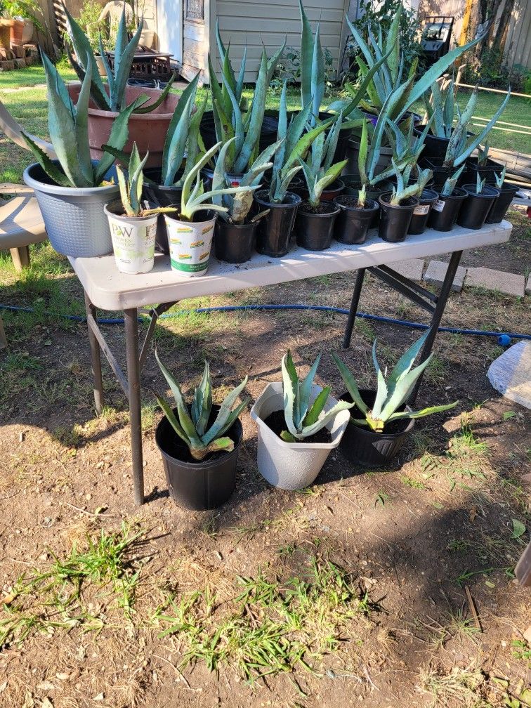 Agave Century Plants