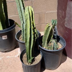 Cactuses Succulent $10