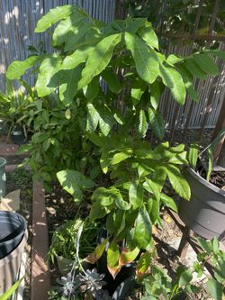 Logan Tree