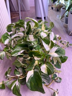 Manjula Pothos Plant Hanging Planter - 6inch