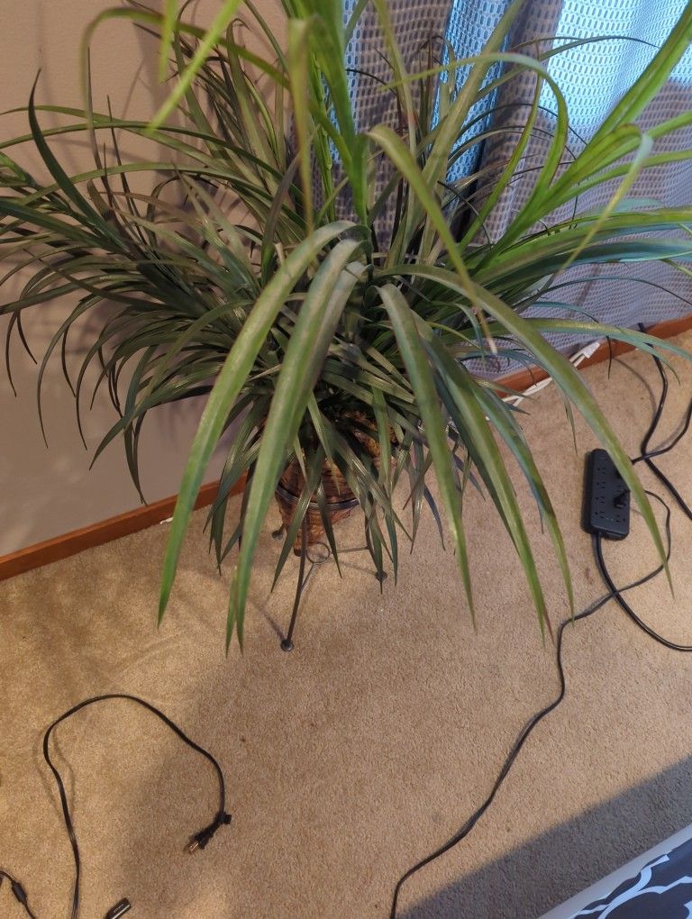 Fake Plant
