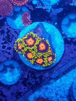 kh sunburst zoa coral