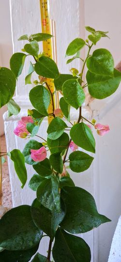 Live Healthy Boganvilea Pink indoor outdoor Flowering Houseplants  $33