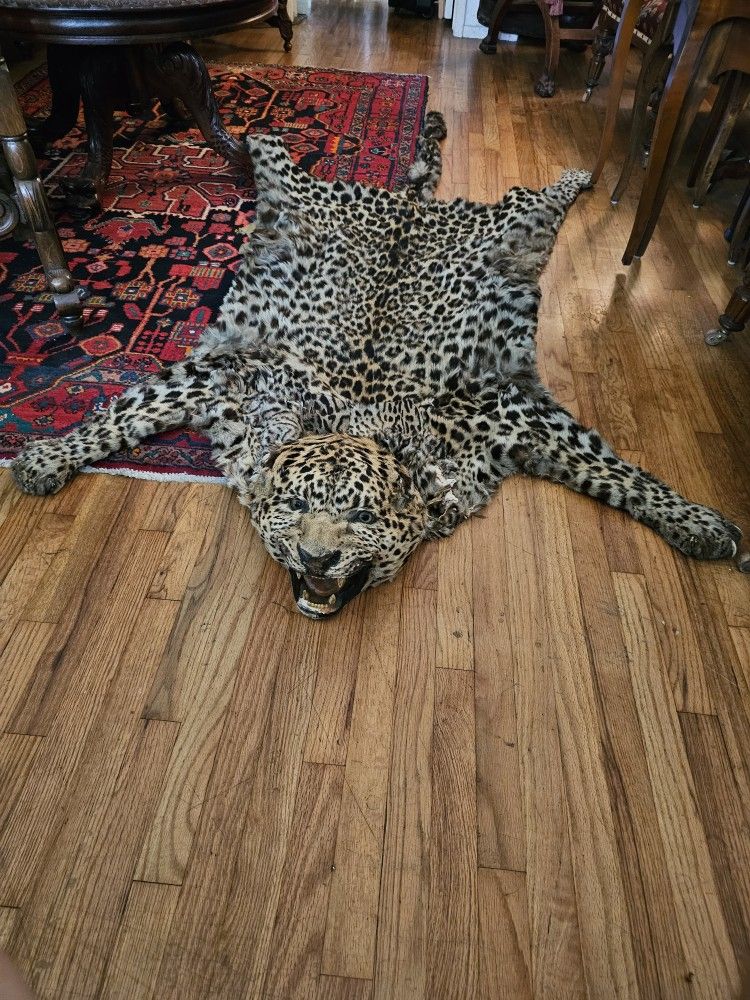 Antique Taxidermy Full Size African Leapord Rug Or Wall Mount ...