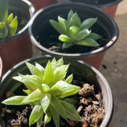 Succulents Plant’s 🌵