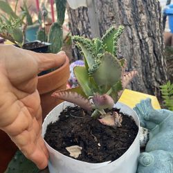 Kalanchoe Plants For $8 (((mother Of Thousands Plants)))
