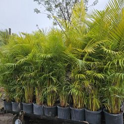 arecas podocarpus staring at $ 25 and up all sizes available 