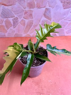 Philodendron x Tortum Variegated Plant - 5inch #3
