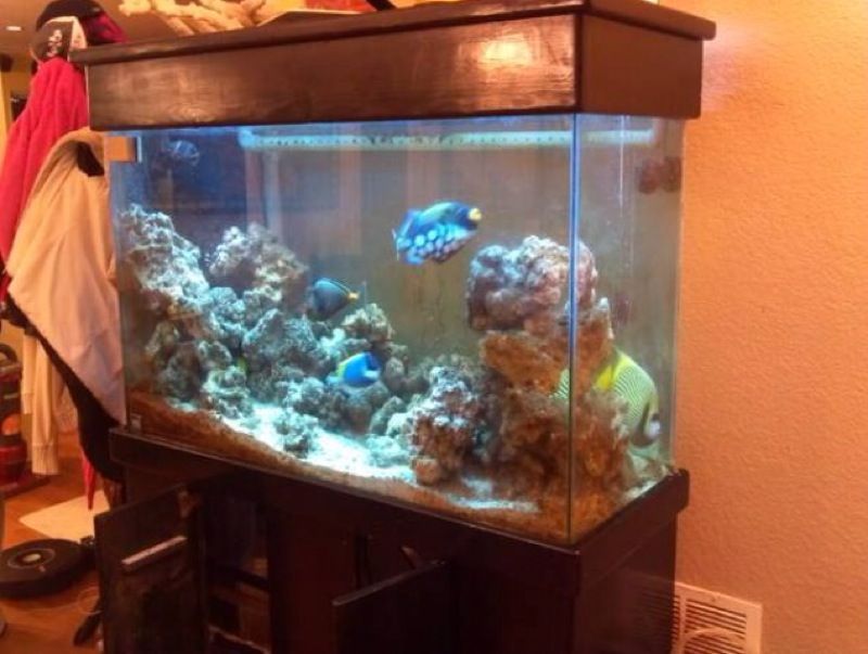 120 gallon Visio show tank