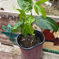 Passion Fruit Tree $12