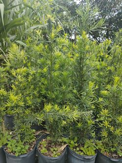 Podocarpus Hedges 7gl 4-4.5ft☘️$19