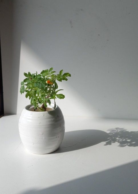 Lush Blooming Marigold plant/ Indoor Plant/ House Plant Flower Patio Garden 