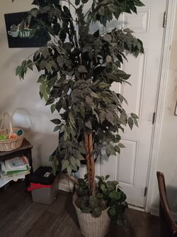 Fake Ficus Tree