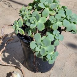 Echeveria Haworthia Succulent 