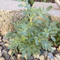 Ruda plant (common rue)