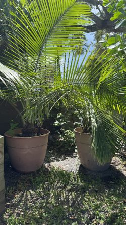 Palm Trees
