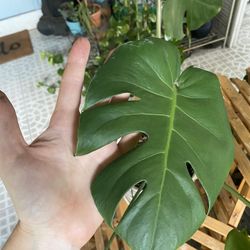 Monstera Plant in Ceramic Pot