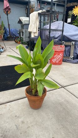 Canna lily plant