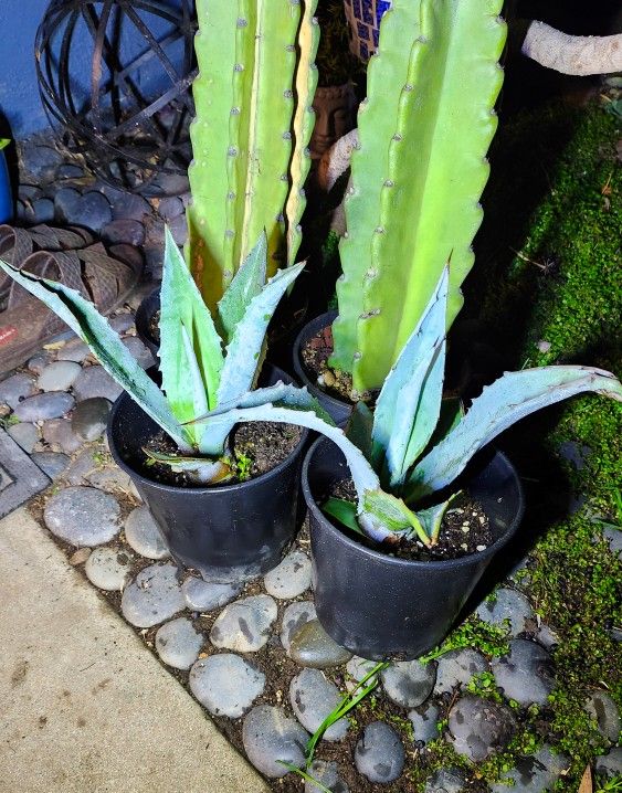 Small Blue Agave Plants 💙🪴