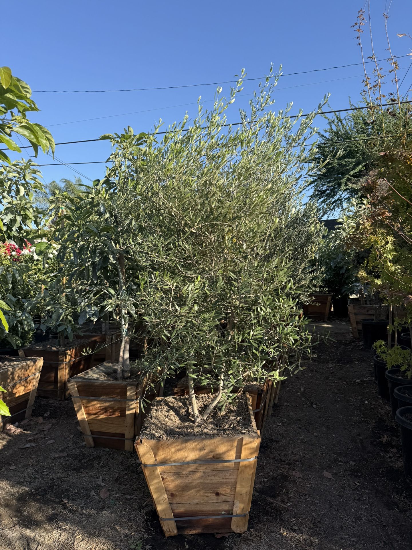 Wilsonii Olive Multi Trunks