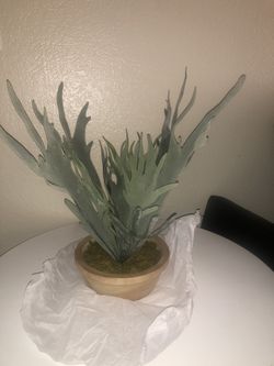 Artificial Staghorn Fern In Pot Green