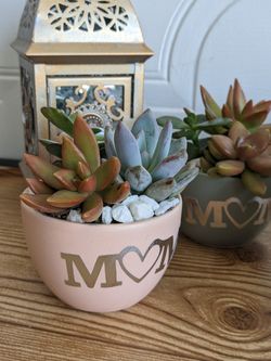 Succulent Gift 