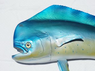 46” Mounted Dorado (Dolphin) (Mahi Mahi) caught in Key West, Florida