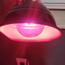 1 Small Reptile Heating Lamp