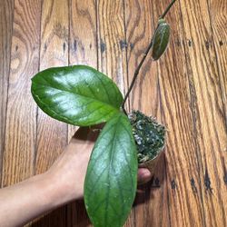 Hoya Vitellinoides Plant