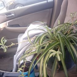 Variegated Spider Plants