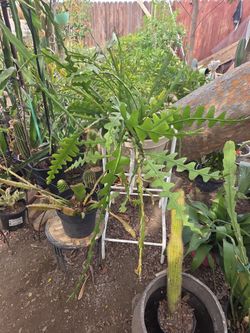 Planta Grande Ya Va A Florencer