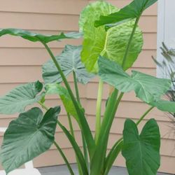 Elephant Ear Plants 