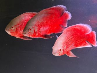 Chilli Red Oscar 10-12 in $200 each ( 2 available)