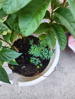 Plants