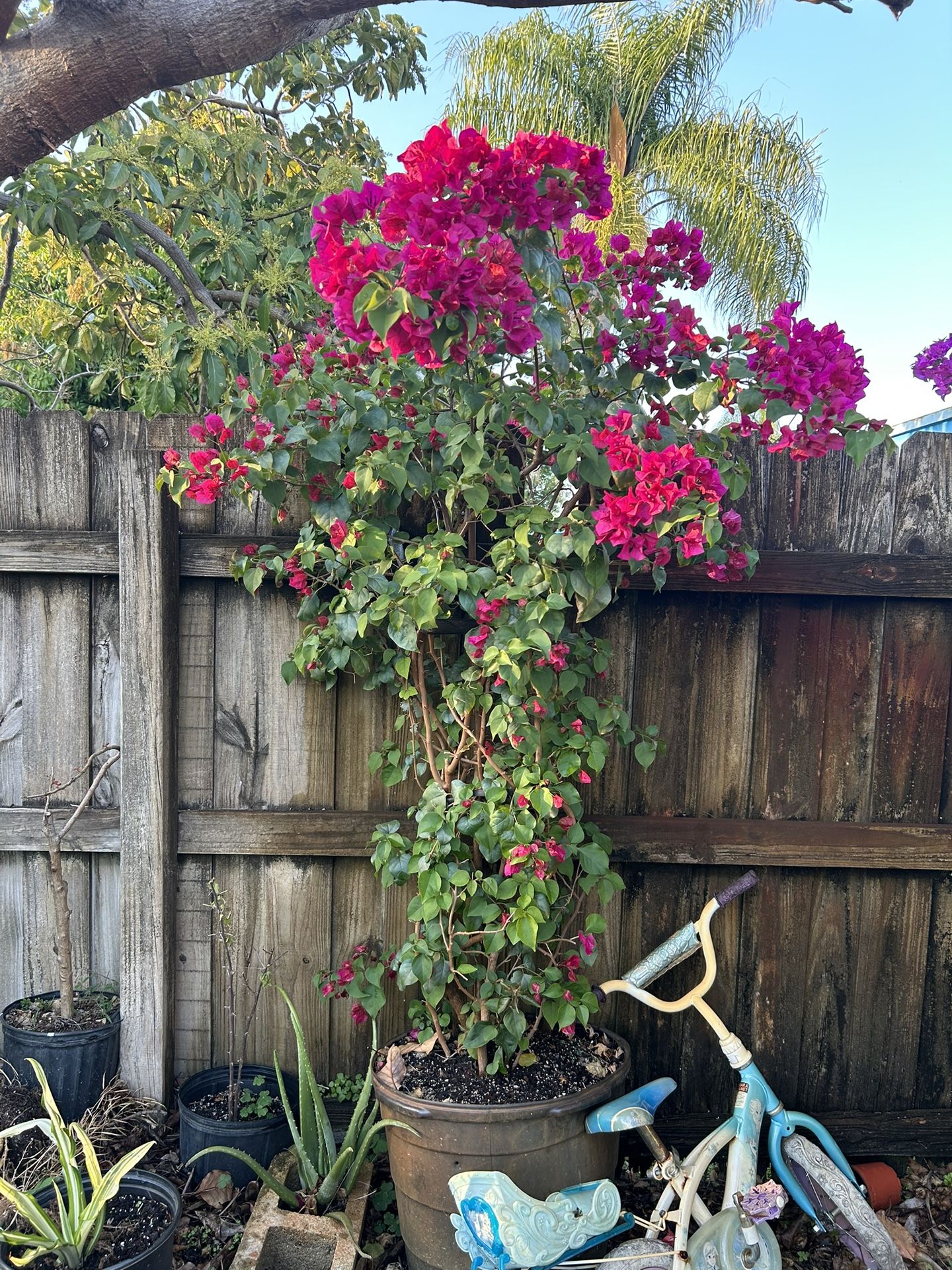 Pink Bougainvillea