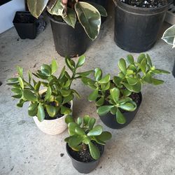 Jade Trees 