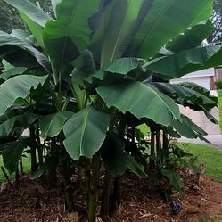 Banana Trees 4sale Large Med Small  Perennial 