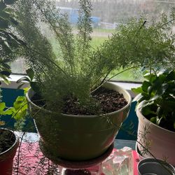 Potted fern Plant Healthy 