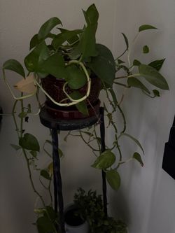 Pothos Trailing Vine Plant in Decorative Pot